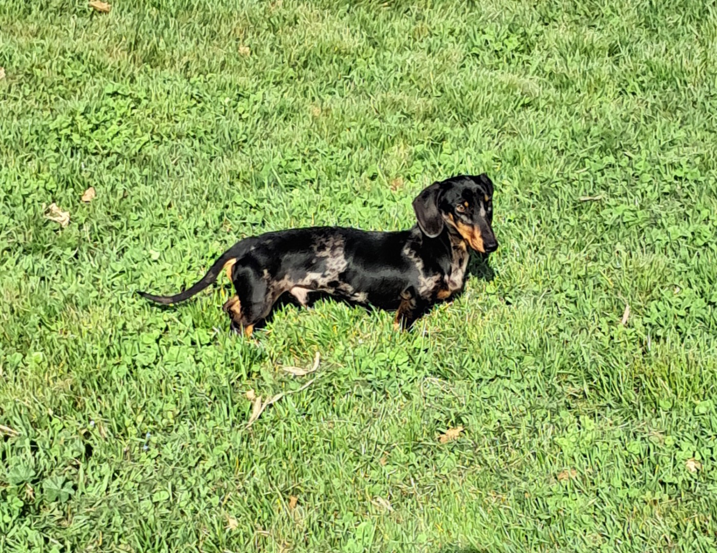 AIOLI du Mistral Le Vent