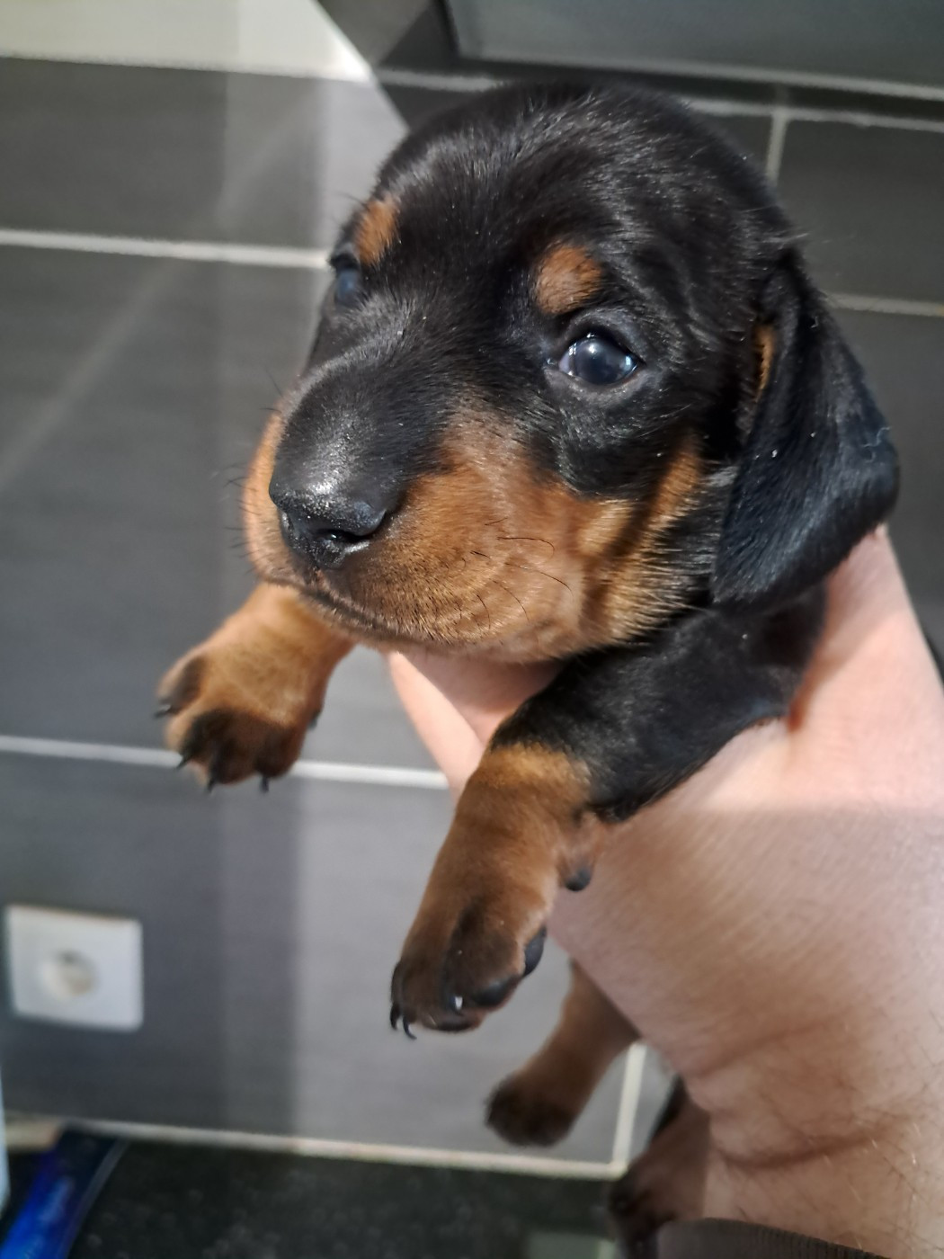 des Vignes du Broca - Teckel poil ras - Portée née le 12/02/2026