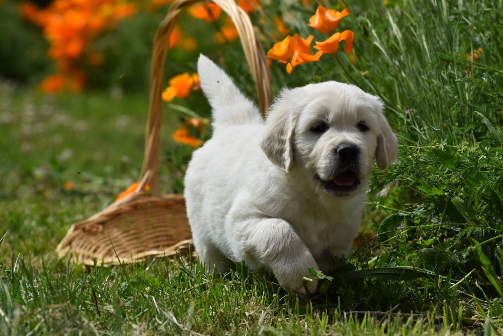 des Vignes du Broca - Chiots disponibles - Golden Retriever