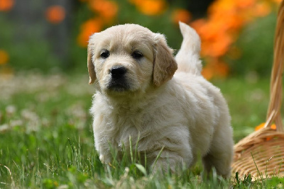 CHIOT